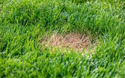 Dead Patches of Grass? Here’s How to Make the Lawn Perfectly Green