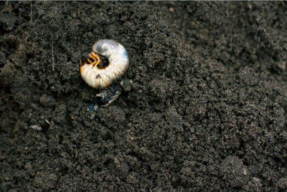 for a healthy lawn, keep grubs at bay.