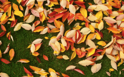 Autumn Lawn Maintenance for Humans :  6 Steps to a healthy lawn