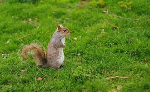 Squirrels digging in your yard? Not cool. Here's what to do. | Autmow