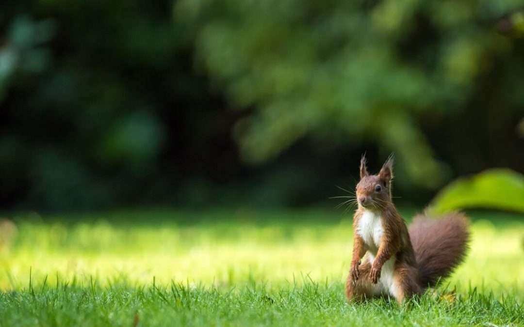 what to do about squirrels digging in your yard