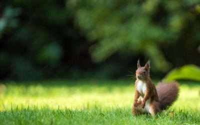 Squirrels digging in your yard? Not cool. Here’s what to do.