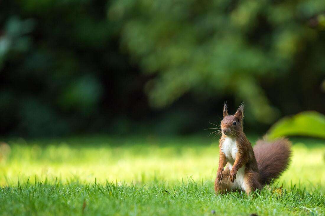 what to do about squirrels digging in your yard