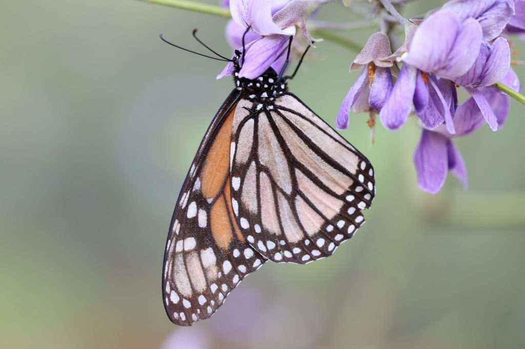 A beautiful butterfly landing on a purple flower.