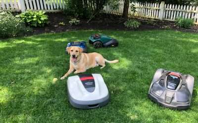 How do Dogs respond to robotic lawn mowers?