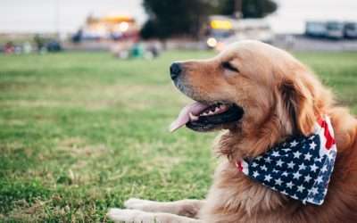 How do robotic lawn mowers handle dog poo?