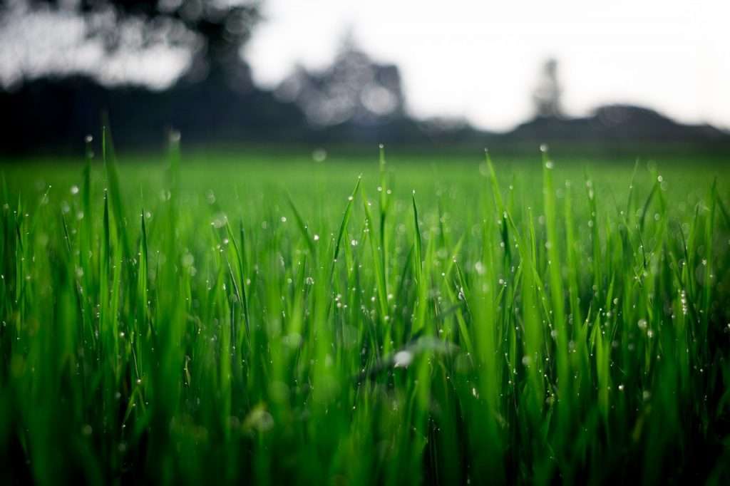 dew on grass