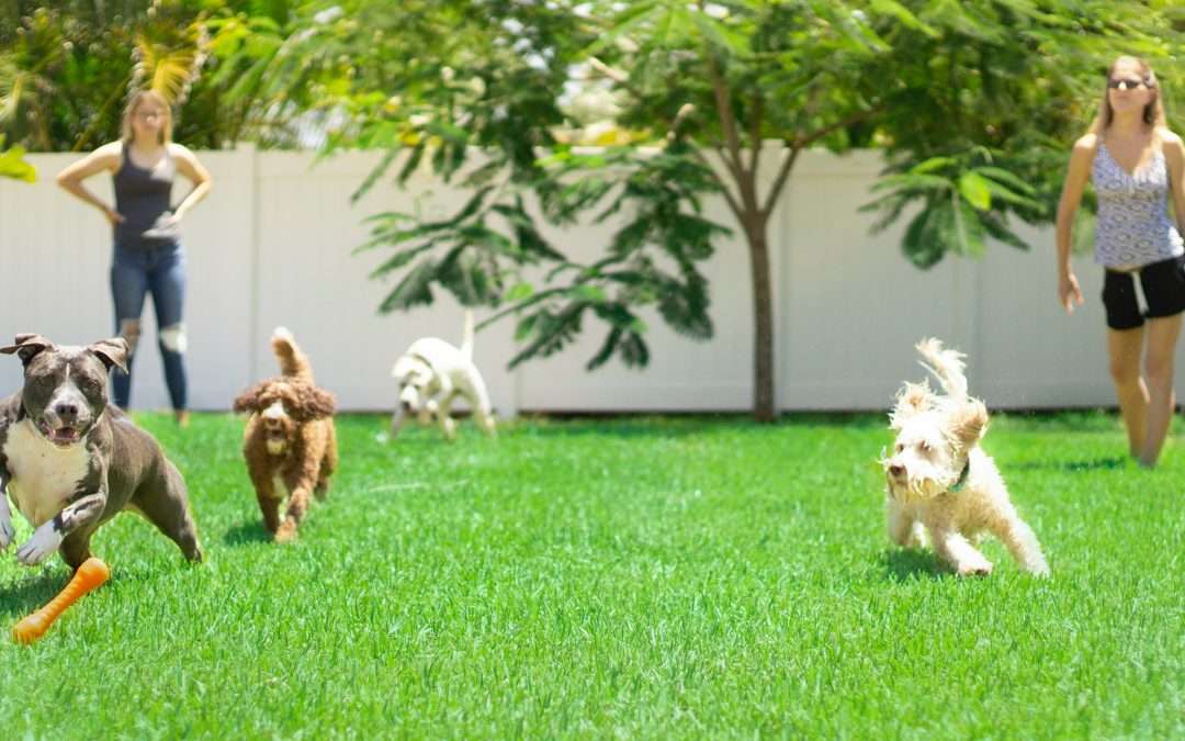 Robotic mowers: What if you have a back yard AND a front yard