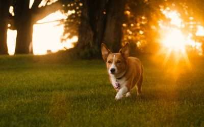 Electric Dog Fences: An Invisible Issue For Robotic Mowers?