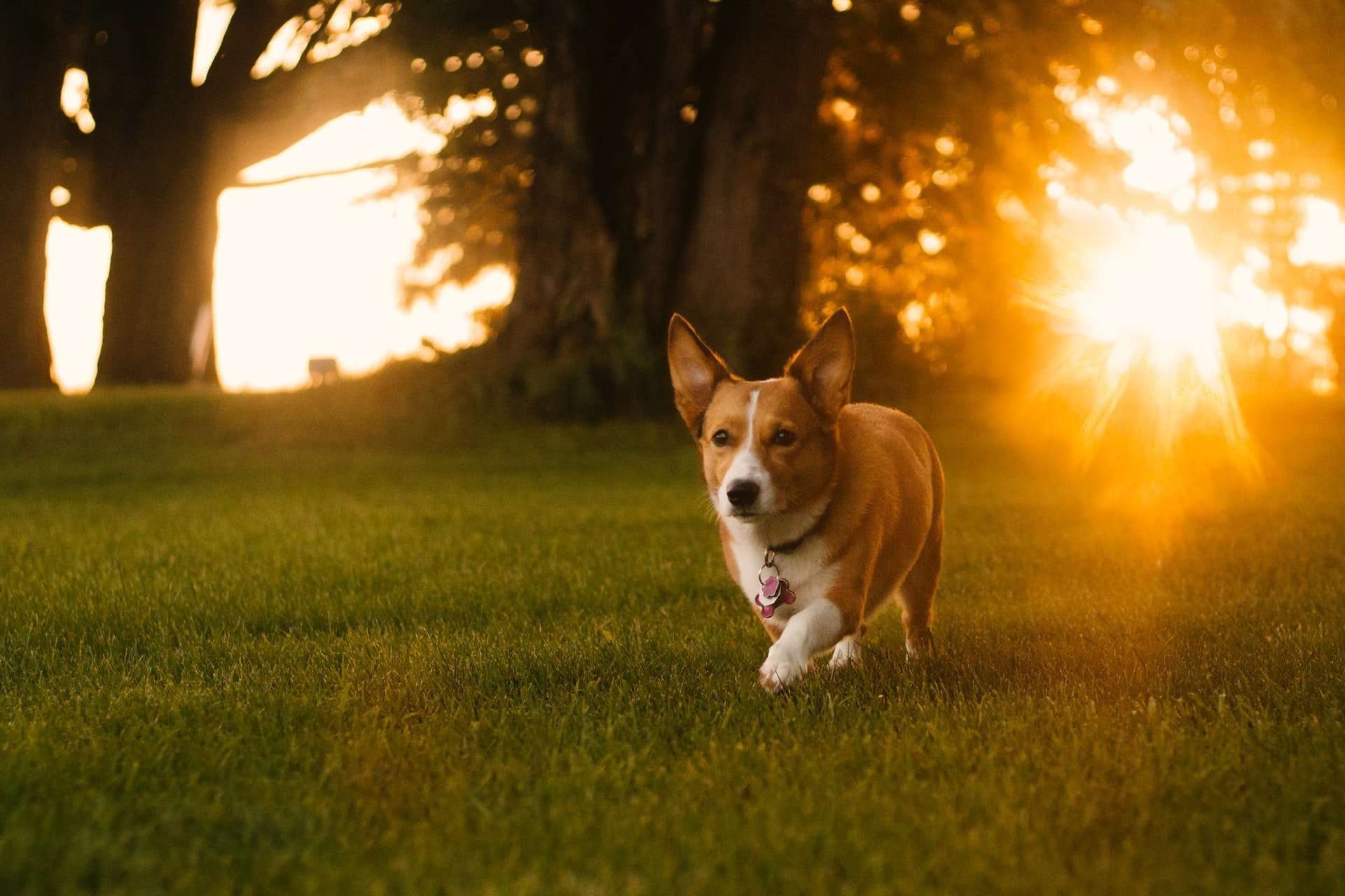 Majestic dog with sun in the background while in the yard